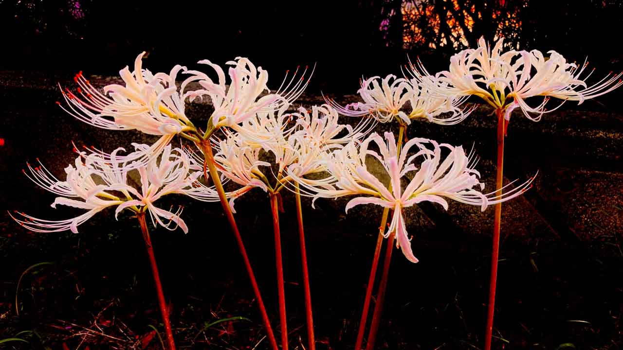 呪い代行を行うには？